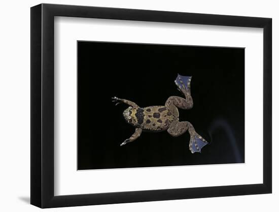 Xenopus Fraseri (Fraser's Clawed Frog)-Paul Starosta-Framed Photographic Print