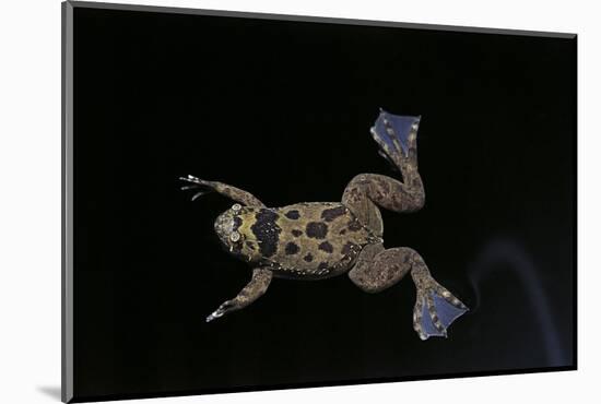 Xenopus Fraseri (Fraser's Clawed Frog)-Paul Starosta-Mounted Photographic Print