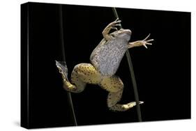 Xenopus Laevis (African Clawed Frog, Platanna)-Paul Starosta-Stretched Canvas