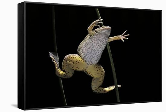 Xenopus Laevis (African Clawed Frog, Platanna)-Paul Starosta-Framed Stretched Canvas