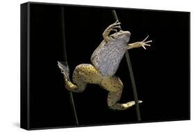 Xenopus Laevis (African Clawed Frog, Platanna)-Paul Starosta-Framed Stretched Canvas