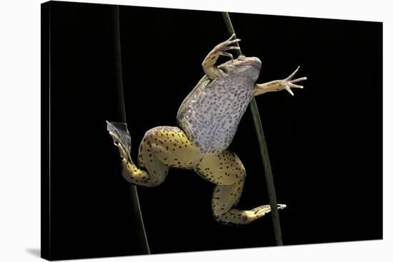 Xenopus Laevis (African Clawed Frog, Platanna)-Paul Starosta-Stretched Canvas