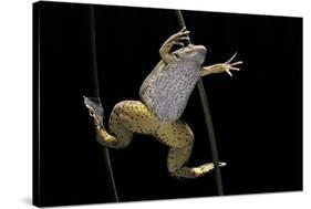 Xenopus Laevis (African Clawed Frog, Platanna)-Paul Starosta-Stretched Canvas