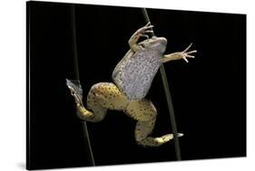 Xenopus Laevis (African Clawed Frog, Platanna)-Paul Starosta-Stretched Canvas