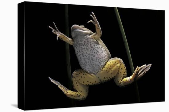 Xenopus Laevis (African Clawed Frog, Platanna)-Paul Starosta-Stretched Canvas