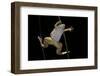 Xenopus Laevis (African Clawed Frog, Platanna)-Paul Starosta-Framed Photographic Print