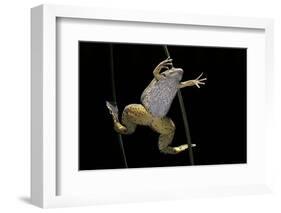 Xenopus Laevis (African Clawed Frog, Platanna)-Paul Starosta-Framed Photographic Print