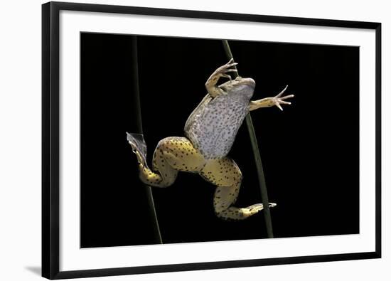 Xenopus Laevis (African Clawed Frog, Platanna)-Paul Starosta-Framed Photographic Print