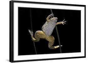 Xenopus Laevis (African Clawed Frog, Platanna)-Paul Starosta-Framed Photographic Print