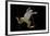 Xenopus Laevis (African Clawed Frog, Platanna)-Paul Starosta-Framed Photographic Print