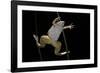 Xenopus Laevis (African Clawed Frog, Platanna)-Paul Starosta-Framed Photographic Print