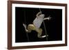 Xenopus Laevis (African Clawed Frog, Platanna)-Paul Starosta-Framed Photographic Print