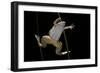 Xenopus Laevis (African Clawed Frog, Platanna)-Paul Starosta-Framed Photographic Print