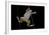 Xenopus Laevis (African Clawed Frog, Platanna)-Paul Starosta-Framed Photographic Print