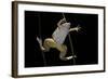 Xenopus Laevis (African Clawed Frog, Platanna)-Paul Starosta-Framed Photographic Print