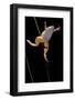 Xenopus Laevis (African Clawed Frog, Platanna)-Paul Starosta-Framed Photographic Print