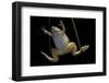 Xenopus Laevis (African Clawed Frog, Platanna)-Paul Starosta-Framed Photographic Print