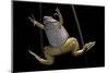 Xenopus Laevis (African Clawed Frog, Platanna)-Paul Starosta-Mounted Photographic Print