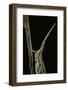 Xenotruxalis Fenestrata (Short-Horned Grasshopper) - Portrait-Paul Starosta-Framed Photographic Print