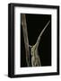 Xenotruxalis Fenestrata (Short-Horned Grasshopper) - Portrait-Paul Starosta-Framed Photographic Print