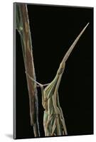 Xenotruxalis Fenestrata (Short-Horned Grasshopper) - Portrait-Paul Starosta-Mounted Photographic Print