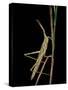 Xenotruxalis Fenestrata (Short-Horned Grasshopper)-Paul Starosta-Stretched Canvas