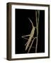 Xenotruxalis Fenestrata (Short-Horned Grasshopper)-Paul Starosta-Framed Photographic Print