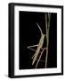 Xenotruxalis Fenestrata (Short-Horned Grasshopper)-Paul Starosta-Framed Photographic Print