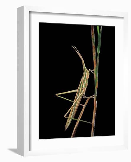 Xenotruxalis Fenestrata (Short-Horned Grasshopper)-Paul Starosta-Framed Photographic Print