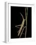 Xenotruxalis Fenestrata (Short-Horned Grasshopper)-Paul Starosta-Framed Photographic Print