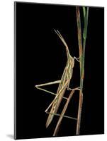 Xenotruxalis Fenestrata (Short-Horned Grasshopper)-Paul Starosta-Mounted Photographic Print