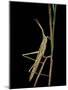 Xenotruxalis Fenestrata (Short-Horned Grasshopper)-Paul Starosta-Mounted Photographic Print