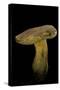 Xerocomus Chrysenteron (Red-Cracked Bolete, Red Cracking Bolete)-Paul Starosta-Stretched Canvas