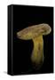 Xerocomus Chrysenteron (Red-Cracked Bolete, Red Cracking Bolete)-Paul Starosta-Framed Stretched Canvas