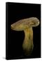 Xerocomus Chrysenteron (Red-Cracked Bolete, Red Cracking Bolete)-Paul Starosta-Framed Stretched Canvas