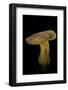 Xerocomus Chrysenteron (Red-Cracked Bolete, Red Cracking Bolete)-Paul Starosta-Framed Photographic Print