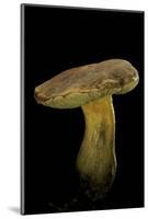 Xerocomus Chrysenteron (Red-Cracked Bolete, Red Cracking Bolete)-Paul Starosta-Mounted Photographic Print