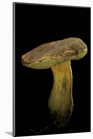 Xerocomus Chrysenteron (Red-Cracked Bolete, Red Cracking Bolete)-Paul Starosta-Mounted Photographic Print