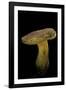 Xerocomus Chrysenteron (Red-Cracked Bolete, Red Cracking Bolete)-Paul Starosta-Framed Photographic Print