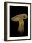 Xerocomus Chrysenteron (Red-Cracked Bolete, Red Cracking Bolete)-Paul Starosta-Framed Photographic Print