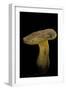 Xerocomus Chrysenteron (Red-Cracked Bolete, Red Cracking Bolete)-Paul Starosta-Framed Photographic Print