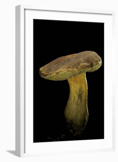 Xerocomus Chrysenteron (Red-Cracked Bolete, Red Cracking Bolete)-Paul Starosta-Framed Photographic Print