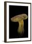 Xerocomus Chrysenteron (Red-Cracked Bolete, Red Cracking Bolete)-Paul Starosta-Framed Photographic Print