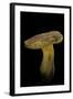 Xerocomus Chrysenteron (Red-Cracked Bolete, Red Cracking Bolete)-Paul Starosta-Framed Photographic Print