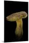 Xerocomus Chrysenteron (Red-Cracked Bolete, Red Cracking Bolete)-Paul Starosta-Mounted Photographic Print