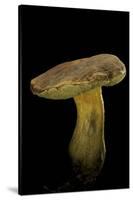 Xerocomus Chrysenteron (Red-Cracked Bolete, Red Cracking Bolete)-Paul Starosta-Stretched Canvas