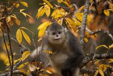 Yunnan Snub-Nosed Monkey (Rhinopithecus Bieti) in Tree in Autumn-Xi Zhinong-Photographic Print