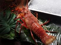 Close up of Fresh Spiny Rock Lobster on Water€‚Jasus Lalandii also Called the Cape Rock Lobster or-xiaoxiao9119-Framed Stretched Canvas