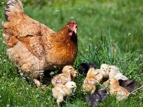 Chicken with Babies-Xilius-Photographic Print