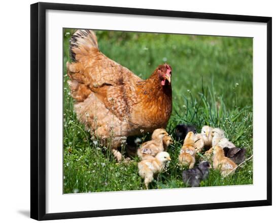 Premium Photographic Print, , large